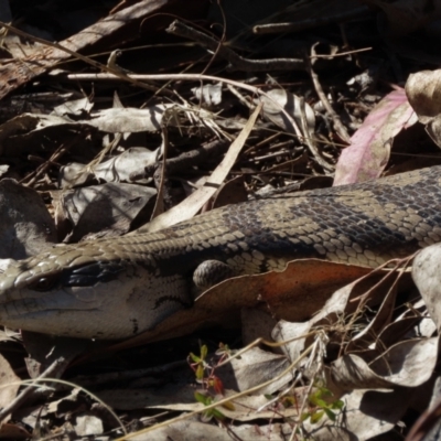 Tiliqua scincoides scincoides (Eastern Blue-tongue) at Isaacs Ridge and Nearby - 11 Sep 2023 by SandraH