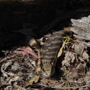 Tiliqua scincoides scincoides at Isaacs, ACT - 11 Sep 2023