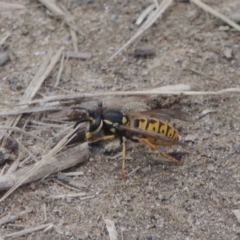 Vespula germanica (European wasp) at Tuggeranong Hill - 9 Sep 2023 by michaelb