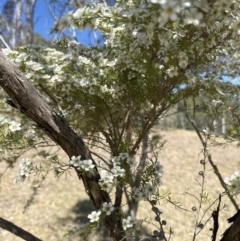 Leptospermum polygalifolium at Kangaroo Valley, NSW - 11 Sep 2023 by lbradley