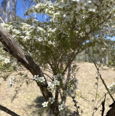 Unidentified Other Shrub at Kangaroo Valley, NSW - 11 Sep 2023 by lbradleyKV