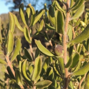 Persoonia rigida at Conder, ACT - 10 Sep 2023