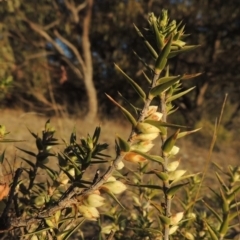 Melichrus urceolatus (Urn Heath) at Conder, ACT - 10 Sep 2023 by MichaelBedingfield