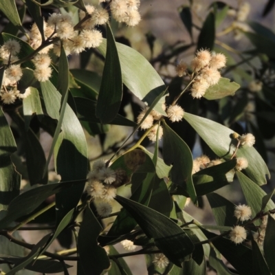 Acacia melanoxylon (Blackwood) at Tuggeranong Hill - 10 Sep 2023 by michaelb