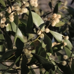 Acacia melanoxylon (Blackwood) at Conder, ACT - 10 Sep 2023 by michaelb