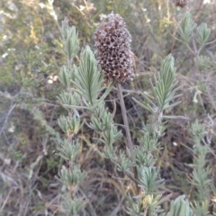 Lavandula stoechas (Spanish Lavender or Topped Lavender) at Conder, ACT - 10 Sep 2023 by michaelb