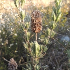 Lavandula stoechas at Conder, ACT - 10 Sep 2023 05:42 PM