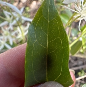 Clematis glycinoides at Kangaroo Valley, NSW - suppressed