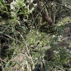 Clematis glycinoides at Kangaroo Valley, NSW - suppressed