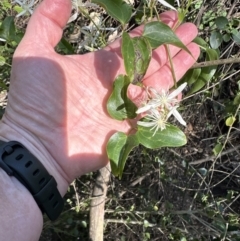 Clematis glycinoides at Kangaroo Valley, NSW - suppressed