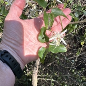 Clematis glycinoides at Kangaroo Valley, NSW - 11 Sep 2023