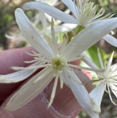 Clematis glycinoides at Kangaroo Valley, NSW - 11 Sep 2023