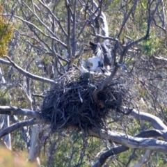 Haliaeetus leucogaster (White-bellied Sea-Eagle) at Yarrow, NSW - 10 Sep 2023 by jb2602