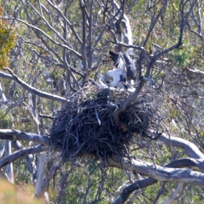 Haliaeetus leucogaster (White-bellied Sea-Eagle) at QPRC LGA - 10 Sep 2023 by jb2602