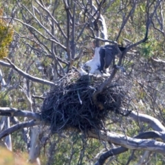 Haliaeetus leucogaster at Yarrow, NSW - 10 Sep 2023