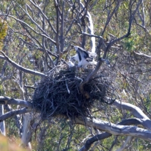 Haliaeetus leucogaster at Yarrow, NSW - 10 Sep 2023 11:16 AM