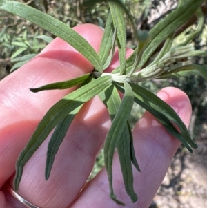 Cassinia trinerva at Kangaroo Valley, NSW - 11 Sep 2023