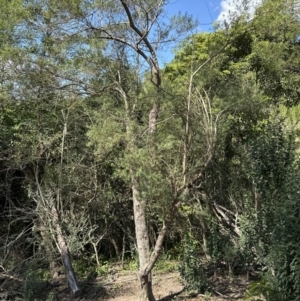 Cassinia trinerva at Kangaroo Valley, NSW - suppressed