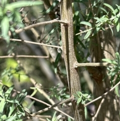 Cassinia trinerva at Kangaroo Valley, NSW - 11 Sep 2023