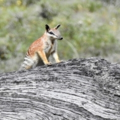 Myrmecobius fasciatus (Numbat) by HelenCross