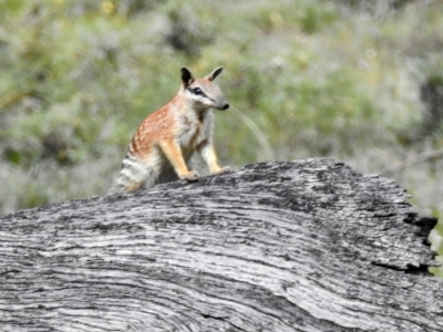 Myrmecobius fasciatus (Numbat) at Williams, WA - 10 Sep 2023 by HelenCross