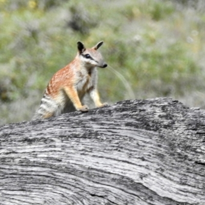 Myrmecobius fasciatus (Numbat) by HelenCross