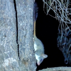 Phascogale calura (Red-tailed Phascogale) at Dryandra Woodland National Park - 9 Sep 2023 by HelenCross