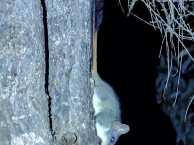 Phascogale calura (Red-tailed Phascogale) by HelenCross