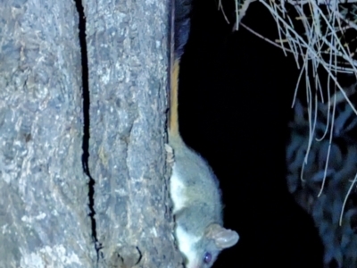 Phascogale calura (Red-tailed Phascogale) at Williams, WA - 9 Sep 2023 by HelenCross