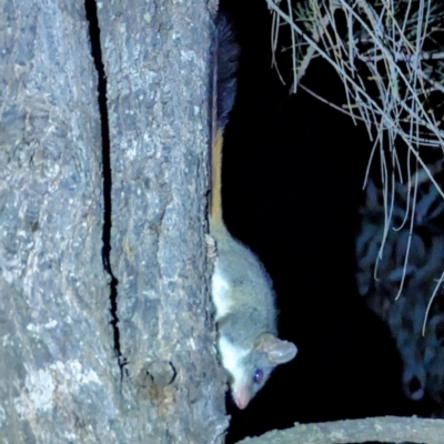 Phascogale calura (Red-tailed Phascogale) at Dryandra Woodland National Park - 9 Sep 2023 by HelenCross