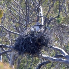 Haliaeetus leucogaster (White-bellied Sea-Eagle) at Googong Foreshore - 10 Sep 2023 by jb2602