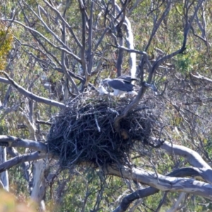 Haliaeetus leucogaster at Googong, NSW - 10 Sep 2023 11:16 AM