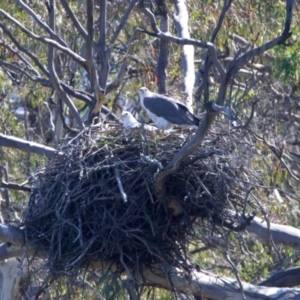 Haliaeetus leucogaster at Googong, NSW - 10 Sep 2023