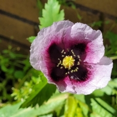 Papaver somniferum (Opium Poppy) at Sullivans Creek, Lyneham South - 11 Sep 2023 by trevorpreston