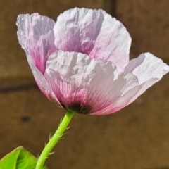 Papaver somniferum at Lyneham, ACT - 11 Sep 2023 12:08 PM