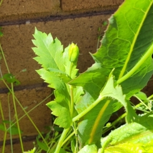 Papaver somniferum at Lyneham, ACT - 11 Sep 2023 12:08 PM