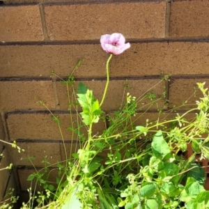 Papaver somniferum at Lyneham, ACT - 11 Sep 2023