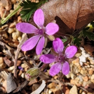 Erodium cicutarium at O'Connor, ACT - 11 Sep 2023