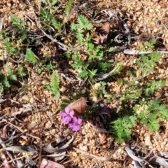 Erodium cicutarium at O'Connor, ACT - 11 Sep 2023