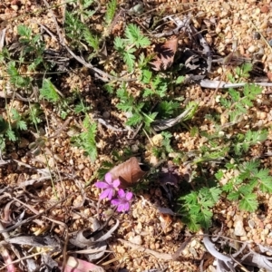 Erodium cicutarium at O'Connor, ACT - 11 Sep 2023