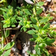 Paronychia brasiliana at O'Connor, ACT - 11 Sep 2023