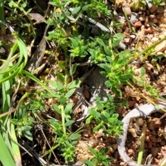 Paronychia brasiliana at O'Connor, ACT - 11 Sep 2023