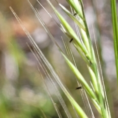 Vulpia bromoides (Squirrel-tail Fescue, Hair Grass) at Banksia Street Wetland Corridor - 11 Sep 2023 by trevorpreston