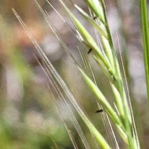 Vulpia bromoides at O'Connor, ACT - 11 Sep 2023