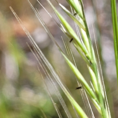 Vulpia bromoides (Squirrel-tail Fescue, Hair Grass) at O'Connor, ACT - 11 Sep 2023 by trevorpreston
