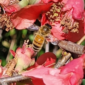 Apis mellifera at O'Connor, ACT - 11 Sep 2023 11:52 AM