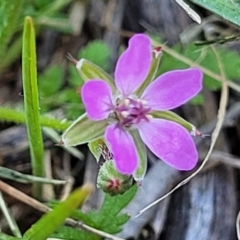 Erodium cicutarium (Common Storksbill, Common Crowfoot) at O'Connor, ACT - 11 Sep 2023 by trevorpreston