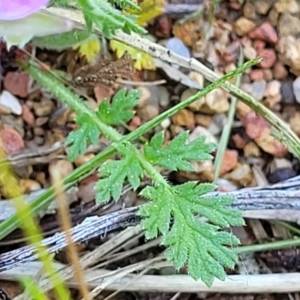 Erodium cicutarium at O'Connor, ACT - 11 Sep 2023