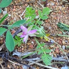 Erodium cicutarium at O'Connor, ACT - 11 Sep 2023 11:51 AM