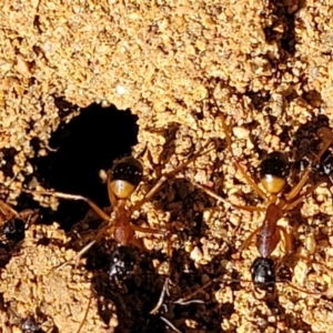 Camponotus consobrinus at O'Connor, ACT - 11 Sep 2023